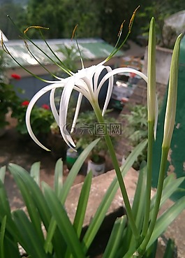 鮮花,開花,植物