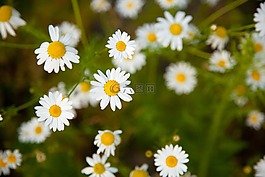 開花,光明,甘菊