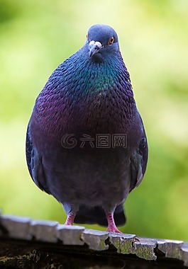 動物,鳥嘴,鳥