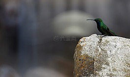 鸟,性质,guatica