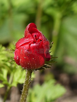 银莲花,花卉,芽