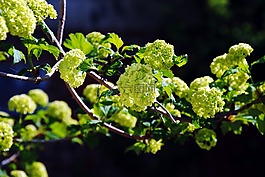 枝杈,葉子,自然