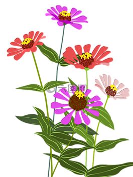百日草,鮮花,粉色