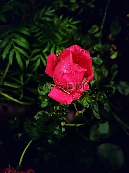 自然,玫瑰,花