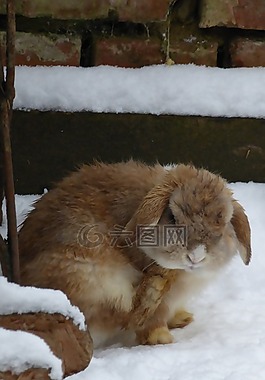 兔,雪,動(dòng)物