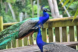 孔雀,動(dòng)物園,鳥