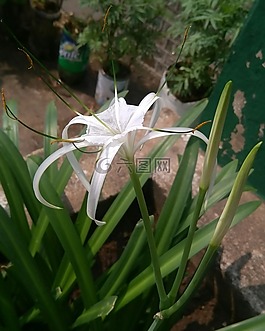 鮮花,植物,開花