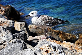 海鷗,巖,海