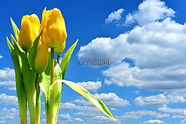 郁金香,黃色,鮮花