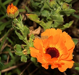 非洲菊,鮮花,植物