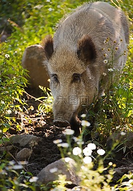 動物,野豬,棕色
