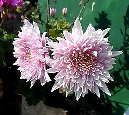 chrysthanemum,鮮花,花的