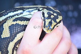 蛇,動物園,野生動物