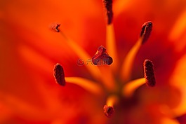 花藥,盛開,開花