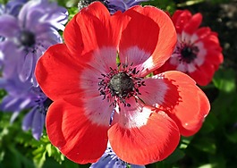花,?？?紅色