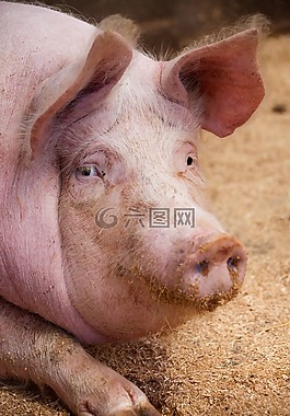 農(nóng)業(yè),動(dòng)物,家養(yǎng)
