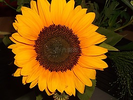 太陽花,黃色,宏