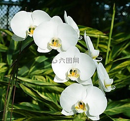 蘭花,白,鮮花