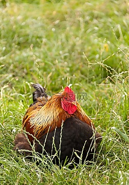 農(nóng)業(yè),動物,鳥嘴