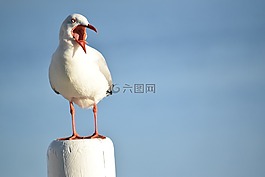 海鷗,鳥,動物