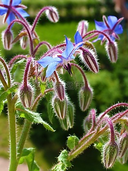 花,廠,藍(lán)色