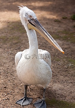 動物,鳥嘴,鳥