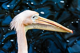 動物,動物園,水