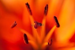 花藥,盛開,開花