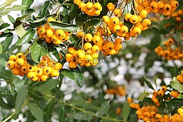 漿果,黃色,關閉