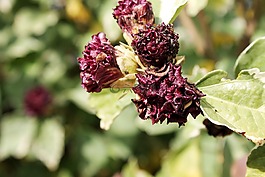 紅色,漿果,開花