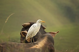 鳥,性質(zhì),金迪奧
