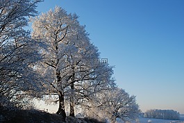 性質(zhì),冰,樹