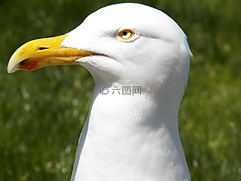鳥,海鷗,特寫