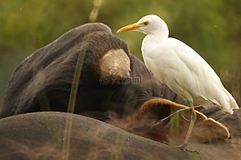 鳥,性質(zhì),金迪奧