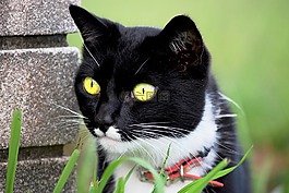 猫,猫的,可爱