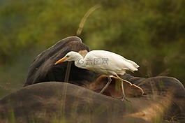 鳥,性質(zhì),金迪奧