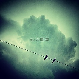 鳥,動(dòng)物,天空