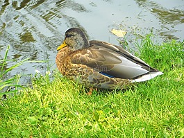 鴨,鳥,水