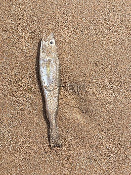 魚,海灘,沙