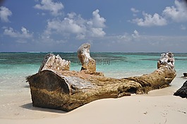 海灘,木,海