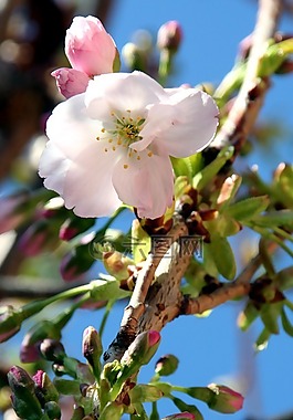 花,天空,性質(zhì)