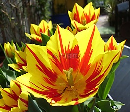 郁金香,春天,鮮花