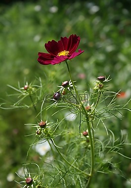 宇宙,红色,花