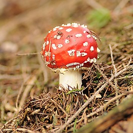 蘑菇,斑,有毒