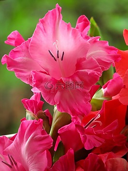 唐菖蒲,鲜花,粉红色