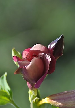 花,植物區(qū)系,性質(zhì)