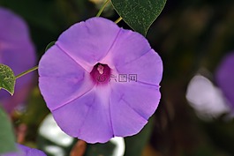 鐘,花,植物區(qū)系