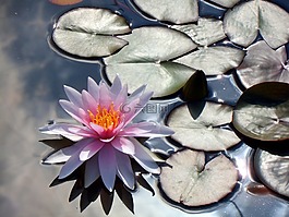 睡蓮,花,水生植物