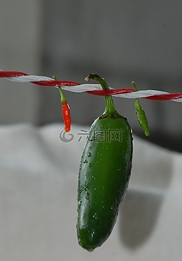 智利,植物區(qū)系,性質(zhì)