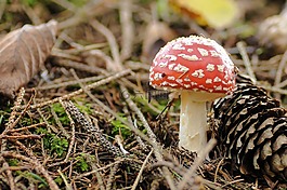 蘑菇,森林,森林的地面